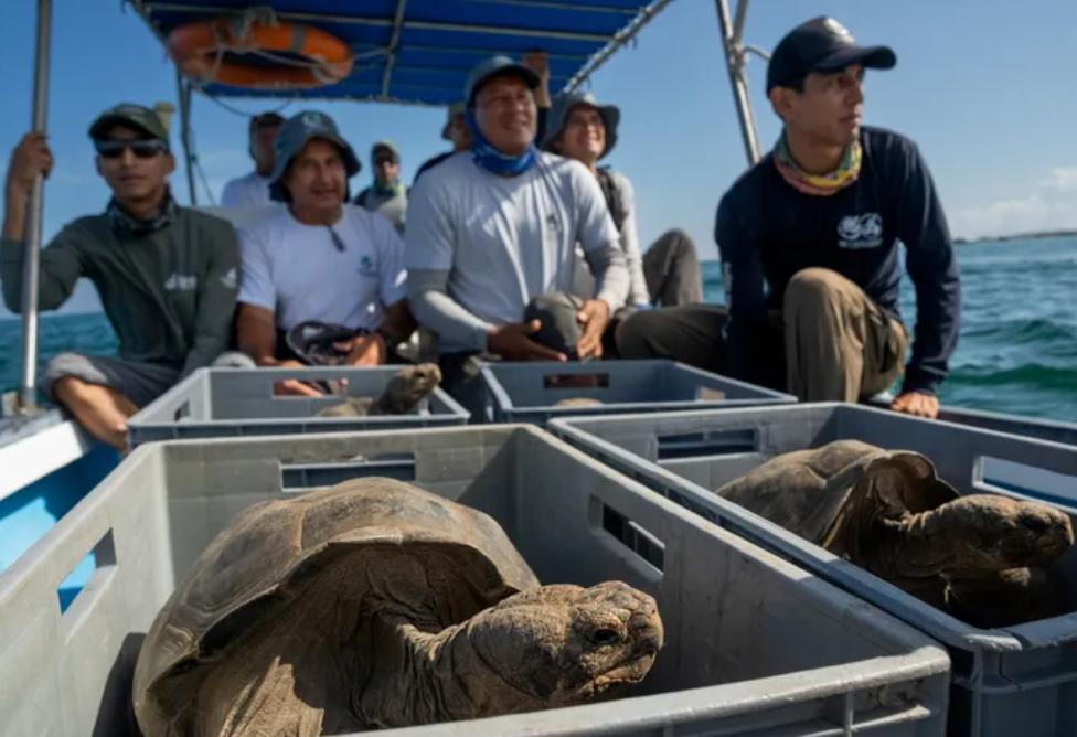 Los guardaparques del Parque Nacional Galápagos transportan tortugas híbridas jóvenes a la isla Floreana. A finales ...